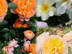 -人民公园(罗湖区)