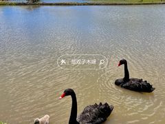 -仰天湖大草原