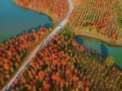 -合肥滨湖国家森林公园