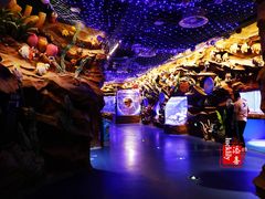 -芜湖新华联大白鲸海洋公园