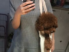 -瑞鹏瑞爱宠物医院·全科·猫科·血液透析中心(龙头寺店)