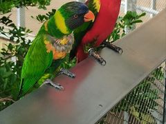 -新加坡飞禽公园