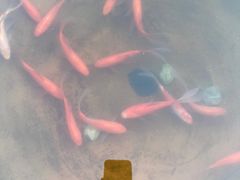 -大队长大灶鹅