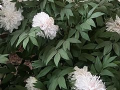 -洛阳市隋唐城遗址植物园