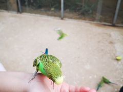 -呀路古热带植物园