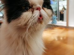 -猫小院猫主题餐厅(三里屯店)