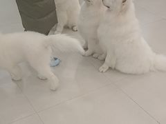 -安格丽娜·狗咖·猫咖羊驼咖(春熙路百盛商场店)