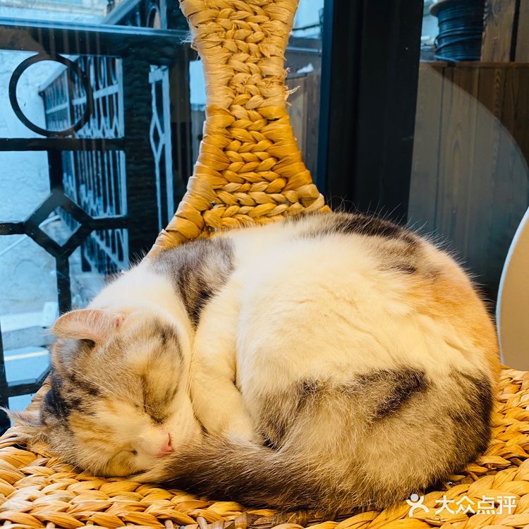 上海撸猫|这家猫咖也太解压了