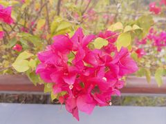 -香蜜公园