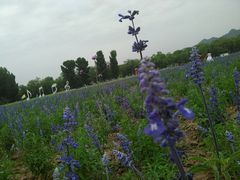 -北京东方普罗旺斯薰衣草庄园