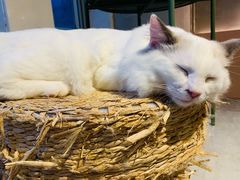 -猫儿山۰猫主题餐厅