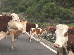 -硗碛藏寨·神木垒景区