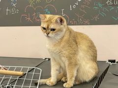 -猫咪派对(江南西店)
