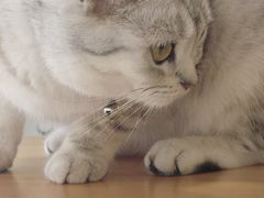 -共舞时光猫咖·狗咖(新街口店)