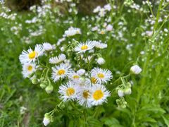 -北京国际鲜花港