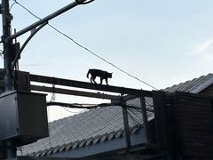 -北京国子监胡同