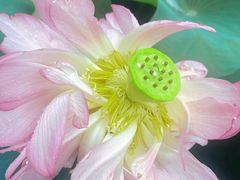 -陈家山荷花公园