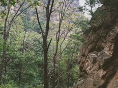 -大岭沟猕猴桃谷风景区