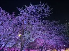 -西北湖绿化广场