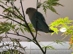 -王府茶楼茶宴·创意菜(朝阳公园店)