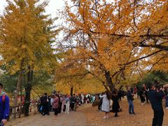 -千年银杏谷文化旅游区