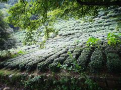 -杭州西湖风景名胜区-三生石