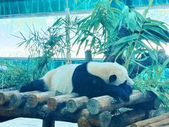 -广州动物园