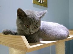 -喵的天空名猫咖啡馆·撸猫·猫舍·用品