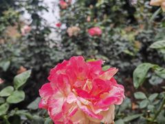 -人民公园(罗湖区)