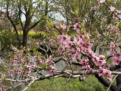 -南汇桃花村