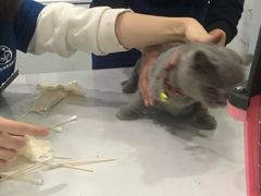 -伟伟宠物医院·CT影像中心·瑞派犬猫综合性门诊(汉口总院)