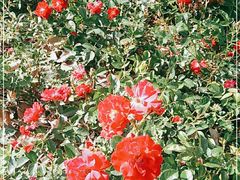 -扬州芍药园(仪征市)