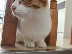 -宠颐生宠物医院·异宠猫科内科·诊疗中心宠巢店