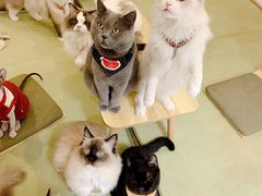 -猫在这儿猫咪咖啡馆·撸猫馆