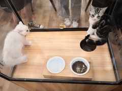 -袖虎·猫馆(体育西路店)