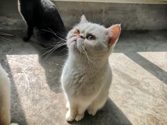 -浣熊柯尔鸭土拨鼠·电玩咖