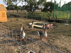 -上海长兴岛郊野公园