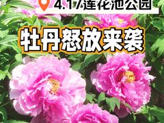 -莲花池公园