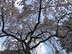 -京都御所