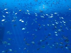 -海博汇蒸汽海鲜