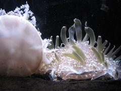 -悉尼海洋生物水族馆