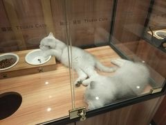 -袖虎·猫馆(体育西路店)
