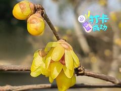 -无锡梅园公园