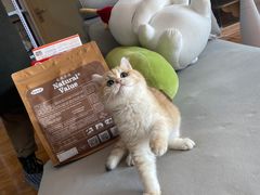 -喵百万·布偶·蓝金金渐层英短·猫舍(百子湾店)