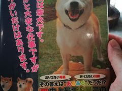 -柴犬高等学院·狗咖·柴犬售卖·宠物训练