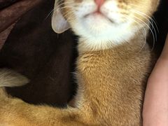 -猫小院猫主题餐厅(三里屯店)