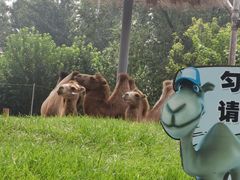 -北京野生动物园