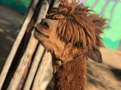 -鄂尔多斯野生动物园