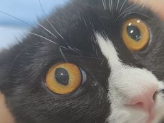 -佳雯宠物医院·皮肤科·内外科(春晓路分院)