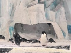 -海合安天津极地海洋公园
